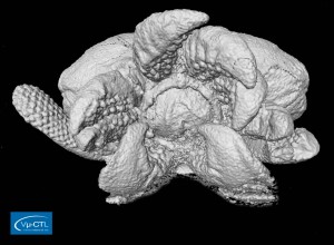 Tintenfisch (Sepia)-Embryo, Frontalansicht mit Tentakel und Schnabel, Auflösung 7µm